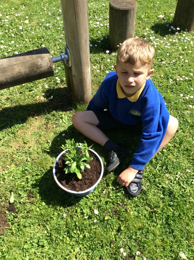 Planting our plants